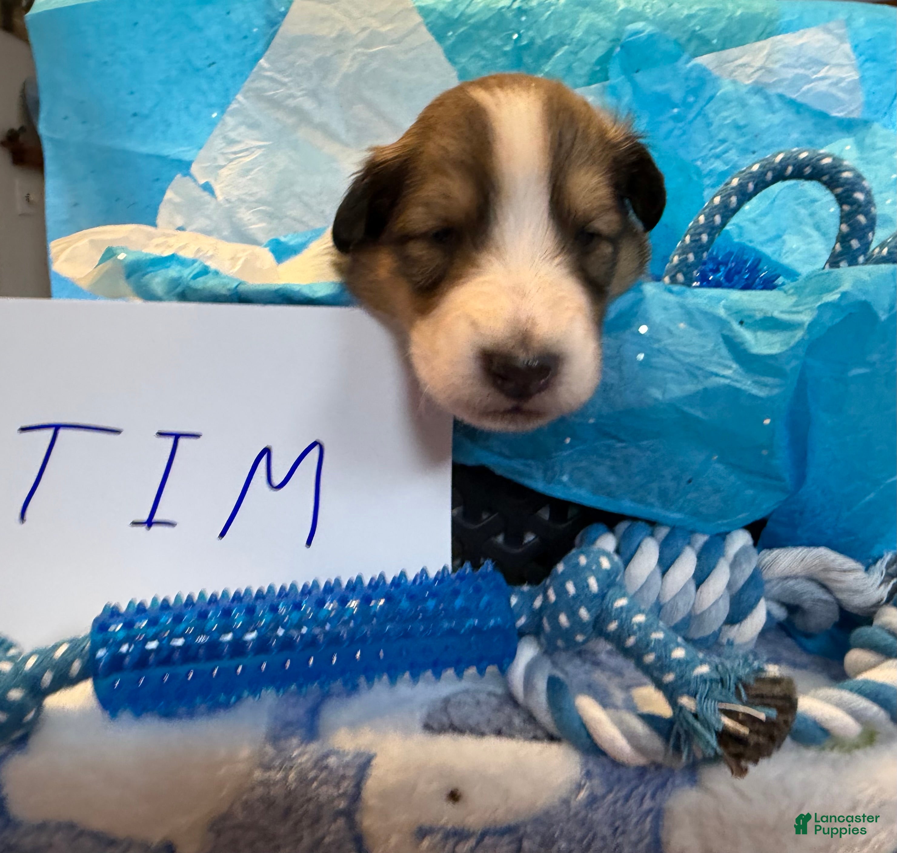 Collie dogs Tim - Ad 2