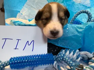 Collie dogs Tim - Ad 2