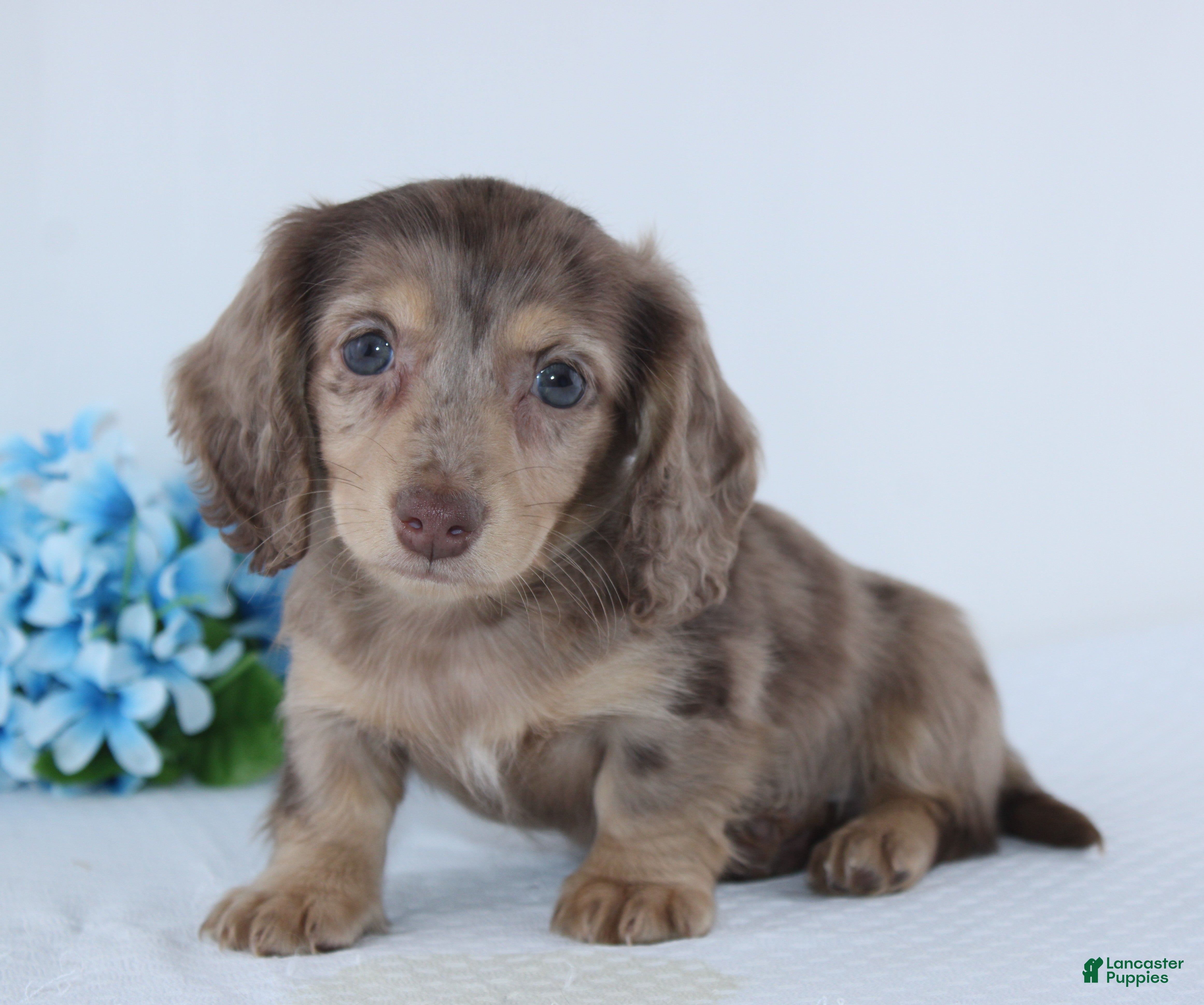 Miniature Dachshund dogs Elliot - Ad 1