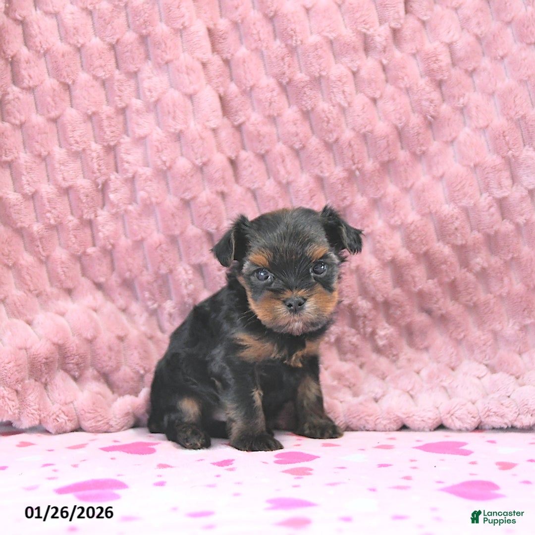 Yorkshire Terrier dogs for sale: Bennett EXTRA SMALL - Ad 5