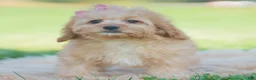 Cavapoo dogs for sale: Cinnabun - Ad 3