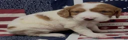 Brittany Spaniel dogs for sale: Hawkete Holly Girl 1 - Ad 20