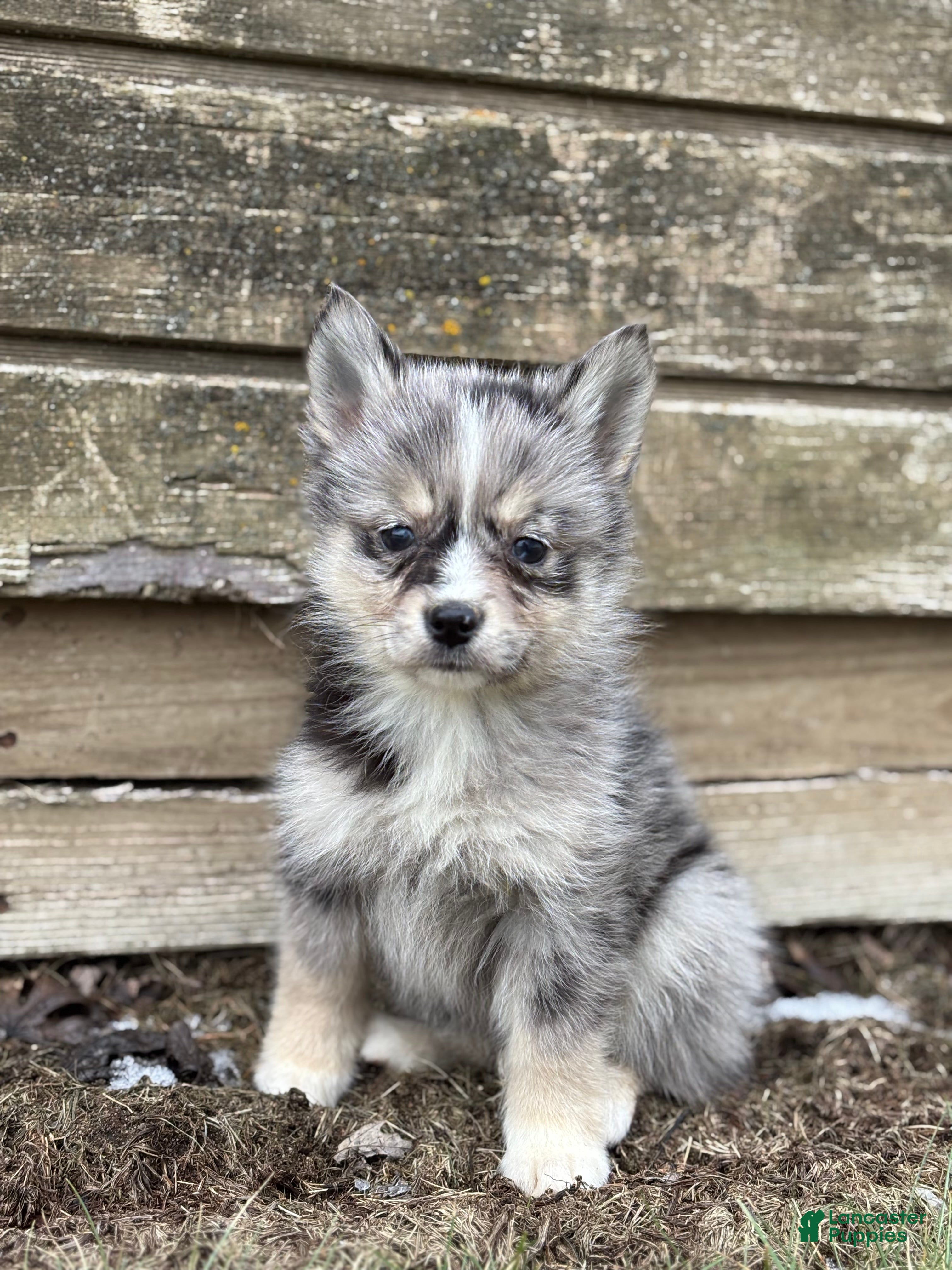 Pomsky dogs Tina - Ad 9