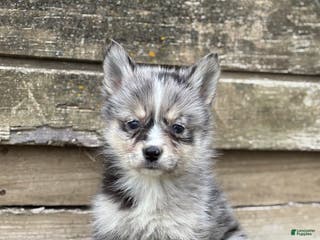 Pomsky dogs Tina - Ad 4