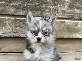 Pomsky dogs Tina - Ad 13