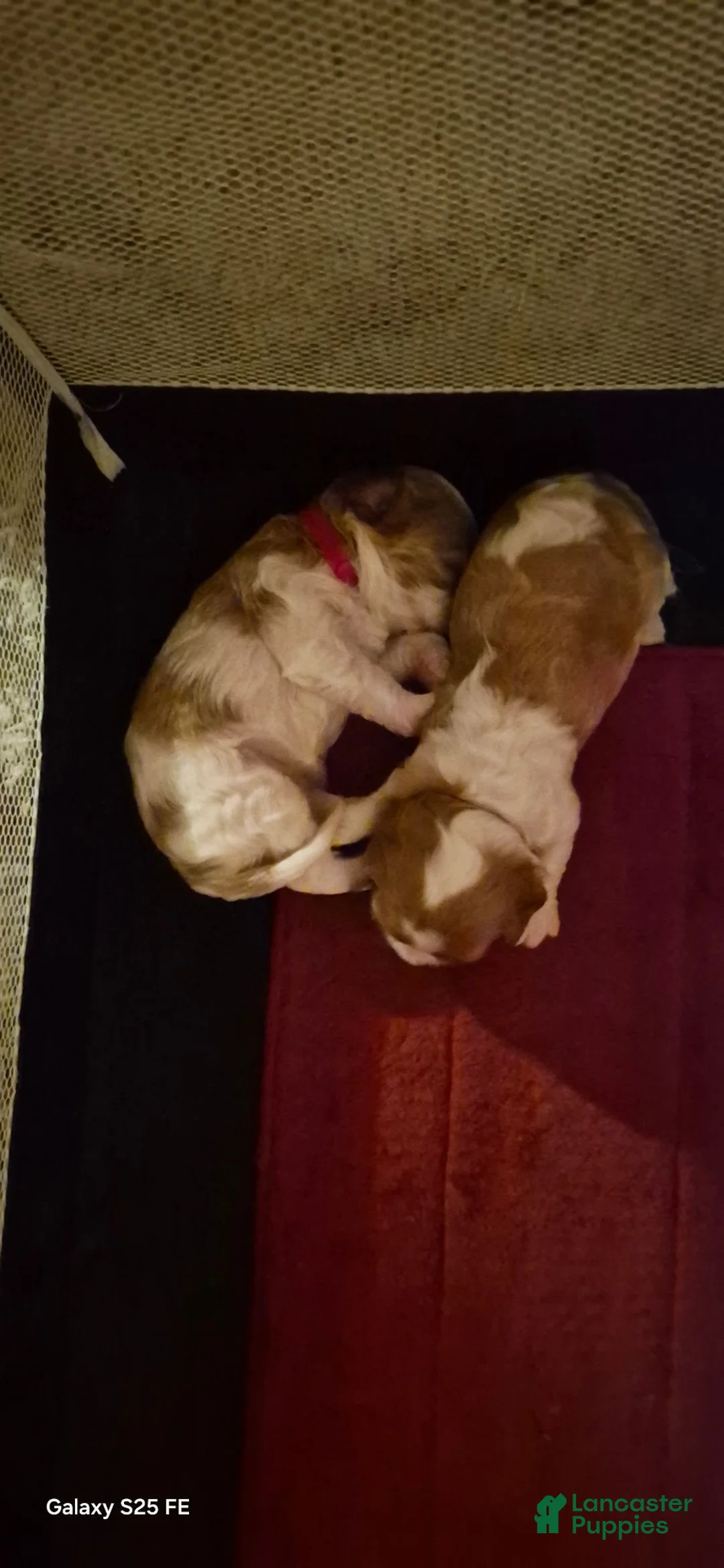 Cavapoo dogs for sale: Cavapoo 4 - Ad 7
