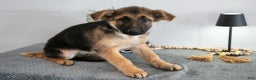 German Shepherd dogs for sale: Gary - Ad 2