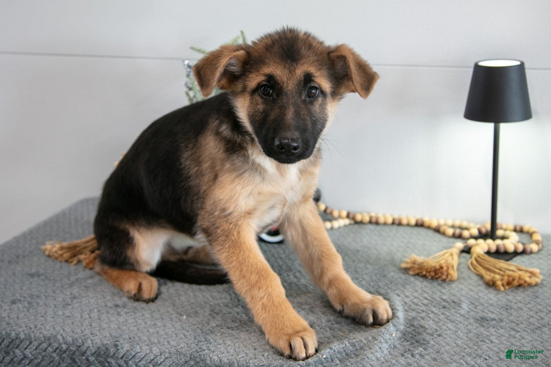 German Shepherd dogs for sale: Gary - Ad 2