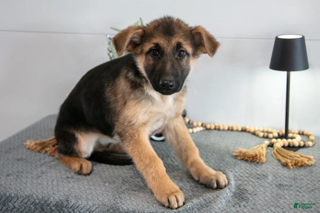 German Shepherd dogs for sale: Gus - Ad 2
