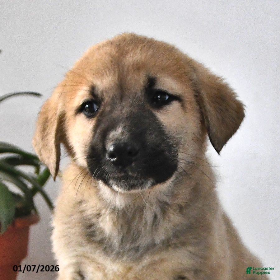 Mixed Breed dogs Gloria - Ad 2