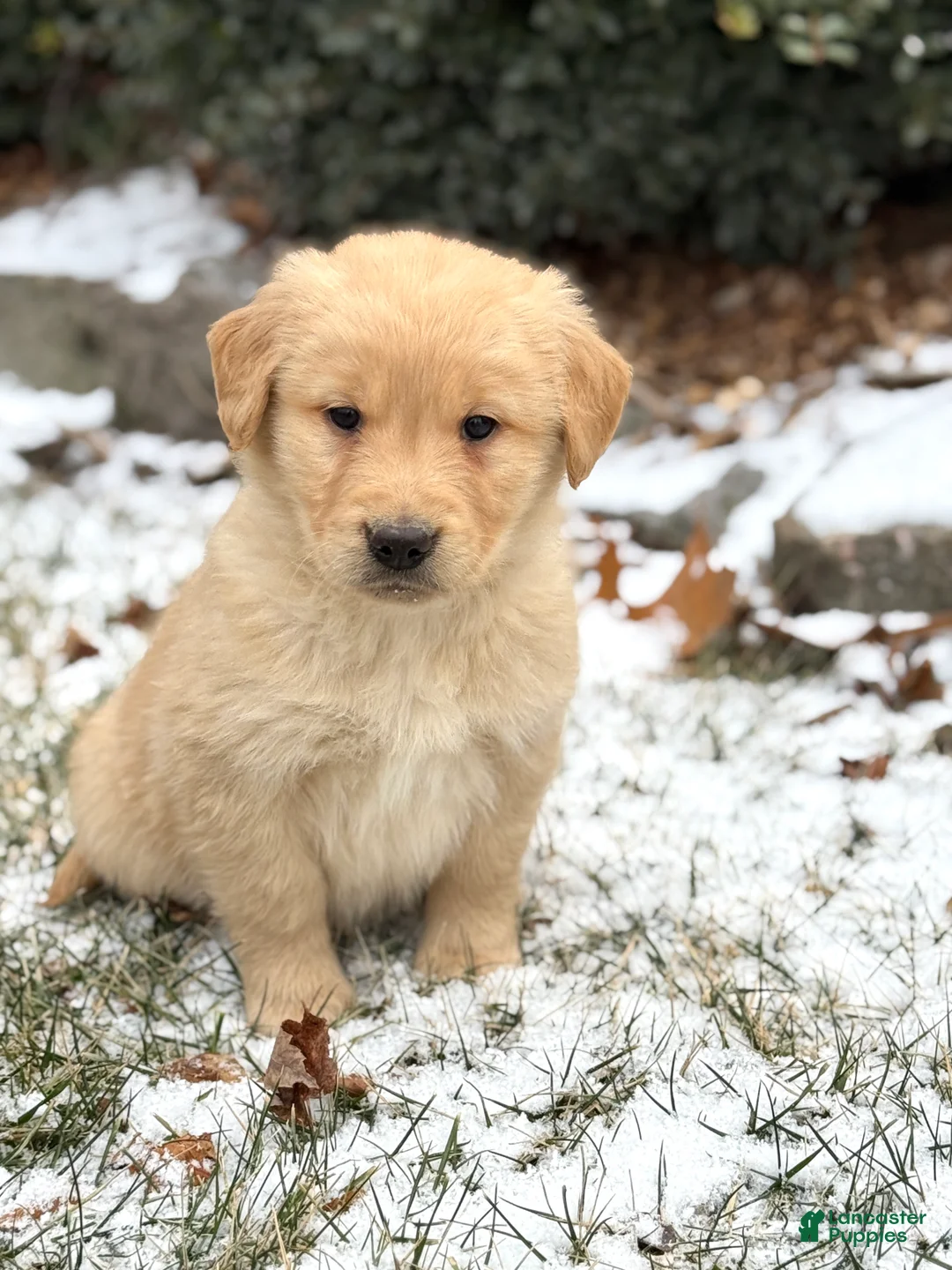 Golden Retriever dogs for sale: Seleah - Ad 7