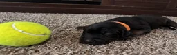 Mixed Breed dogs for sale: Slade - Ad 3