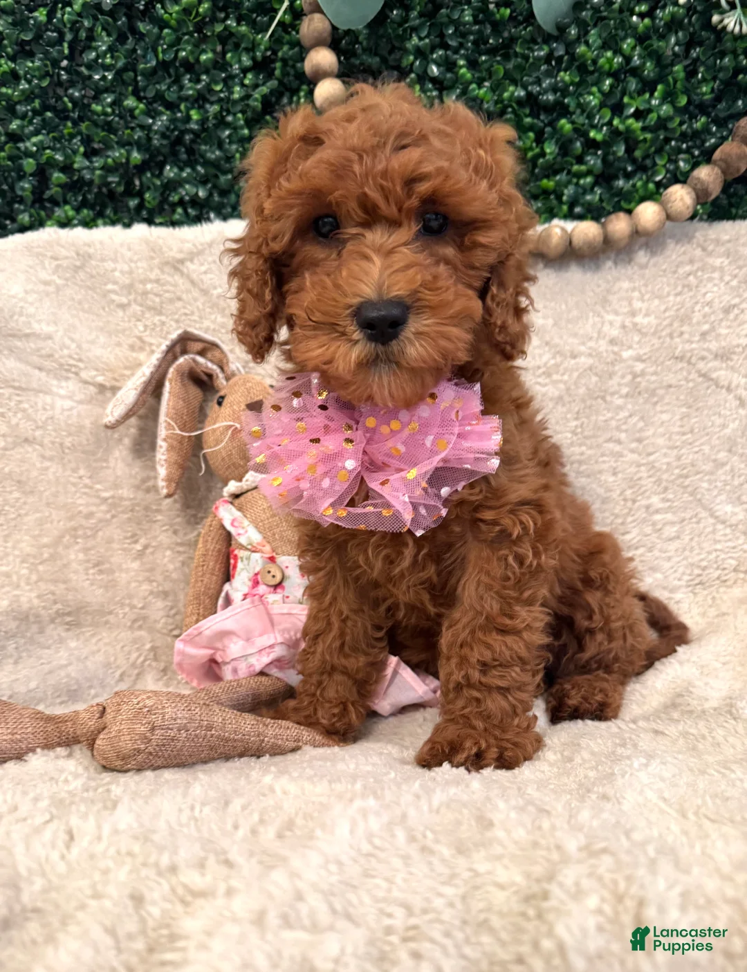 Cavapoo dogs for sale: Ansley - Ad 2