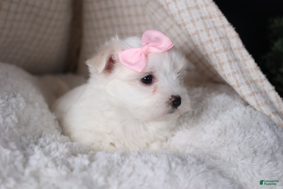 Maltese dogs for sale: ANGIE - Ad 12