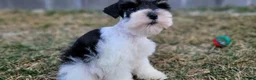 Miniature Schnauzer dogs for sale: Clementine, AKC Parti schnauzer - Ad 2