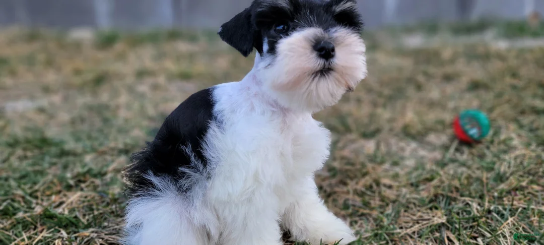 Miniature Schnauzer dogs for sale: Clementine, AKC Parti schnauzer - Ad 2