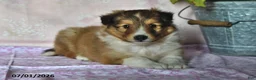 Shetland Sheepdog dogs for sale: Jubilee - Ad 4