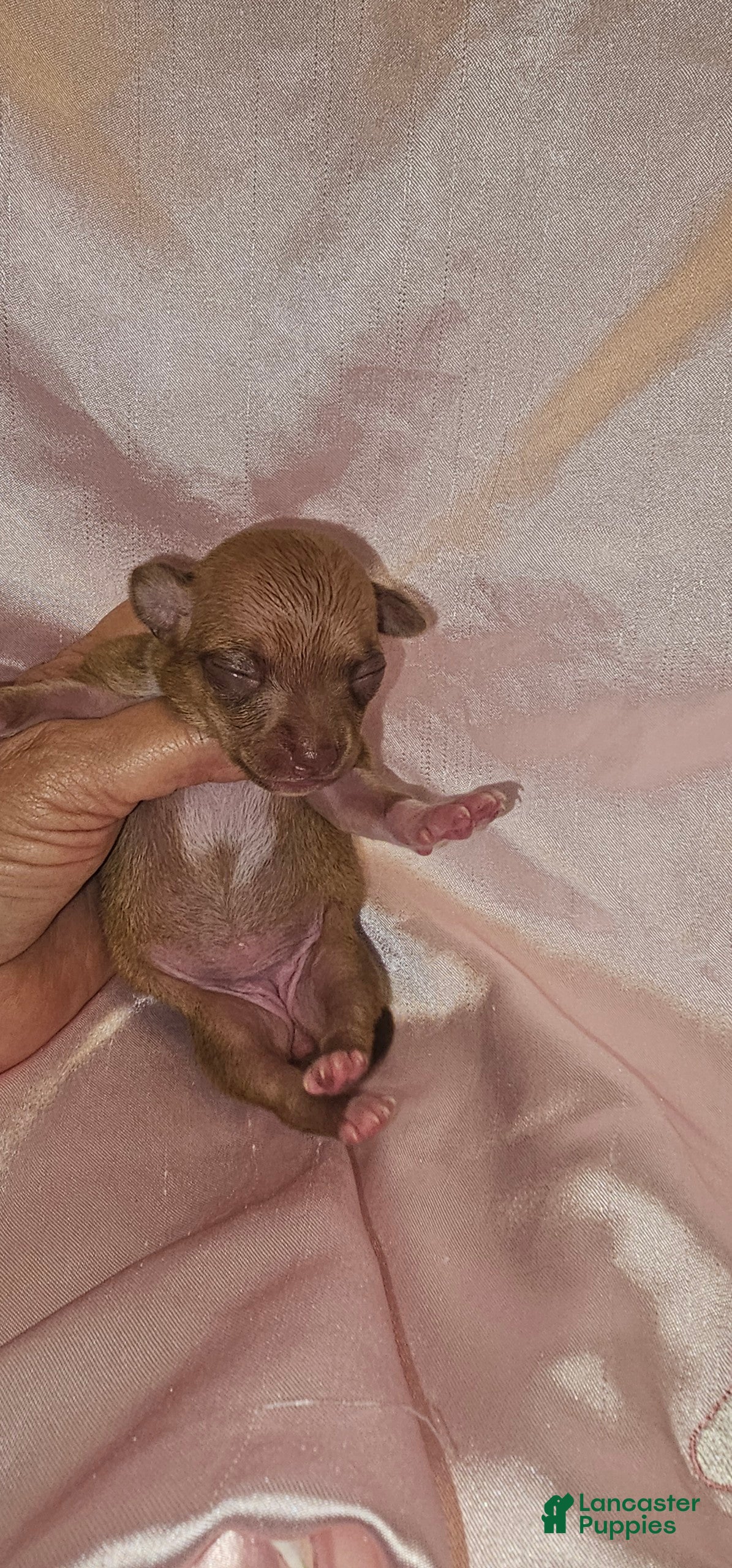 Chihuahua dogs Chihuahua Puppy 4 - Ad 7