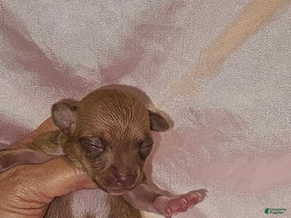 Chihuahua dogs Chihuahua Puppy 4 - Ad 19