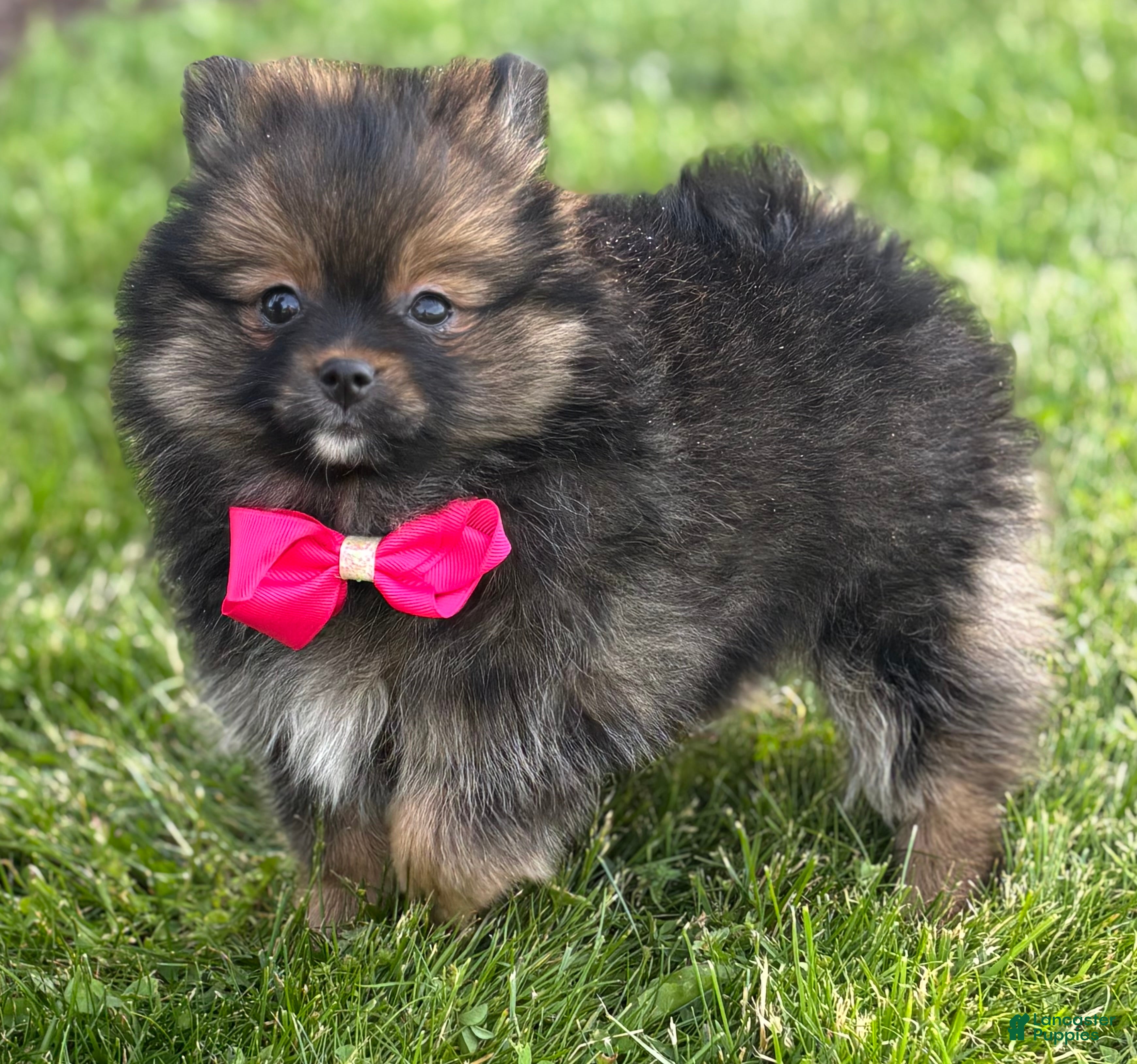 Pomeranian dogs for sale: Muffin  - Ad 8