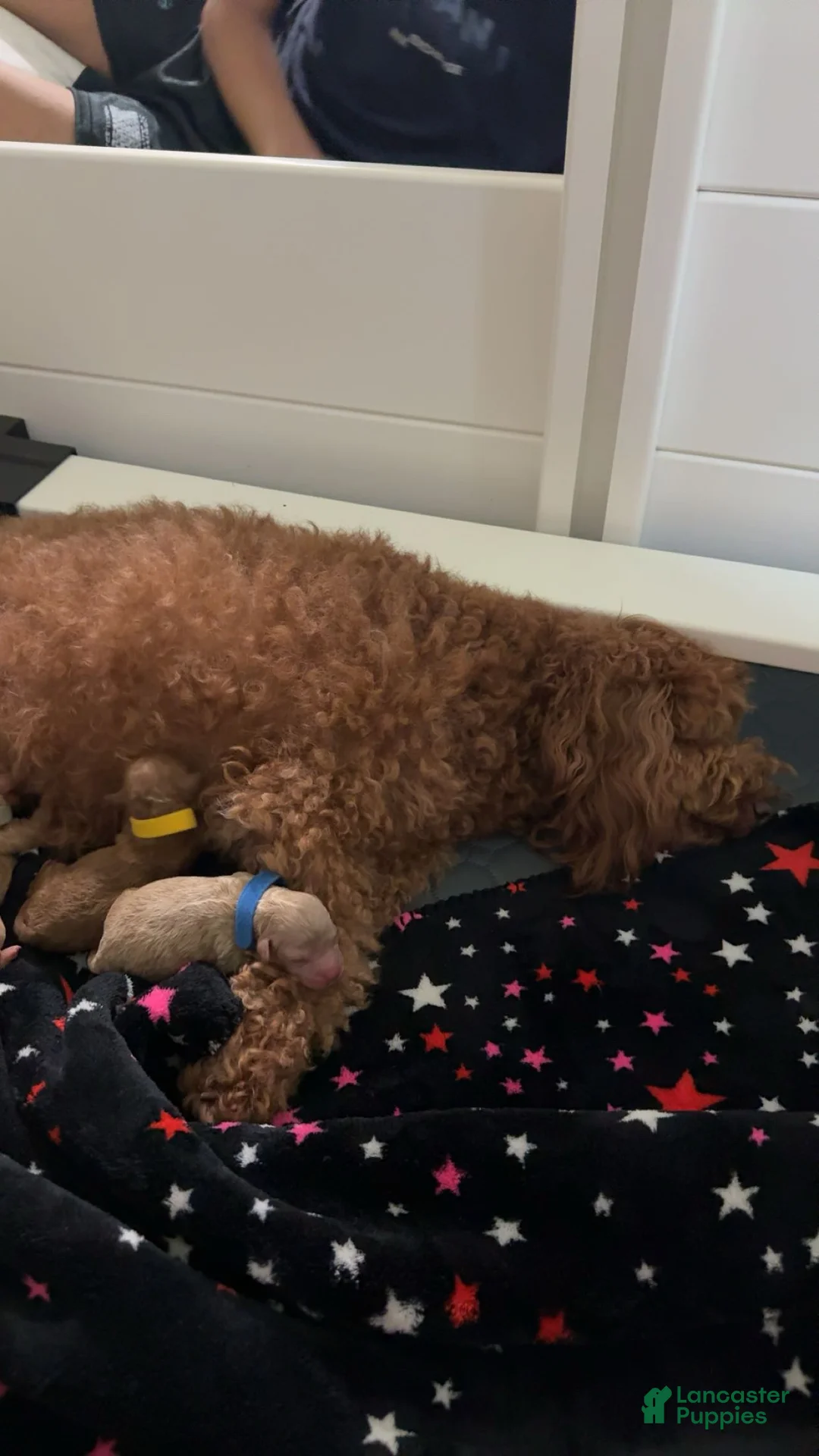 Mixed Breed dogs for sale:  Blue collar Poodle - Ad 2