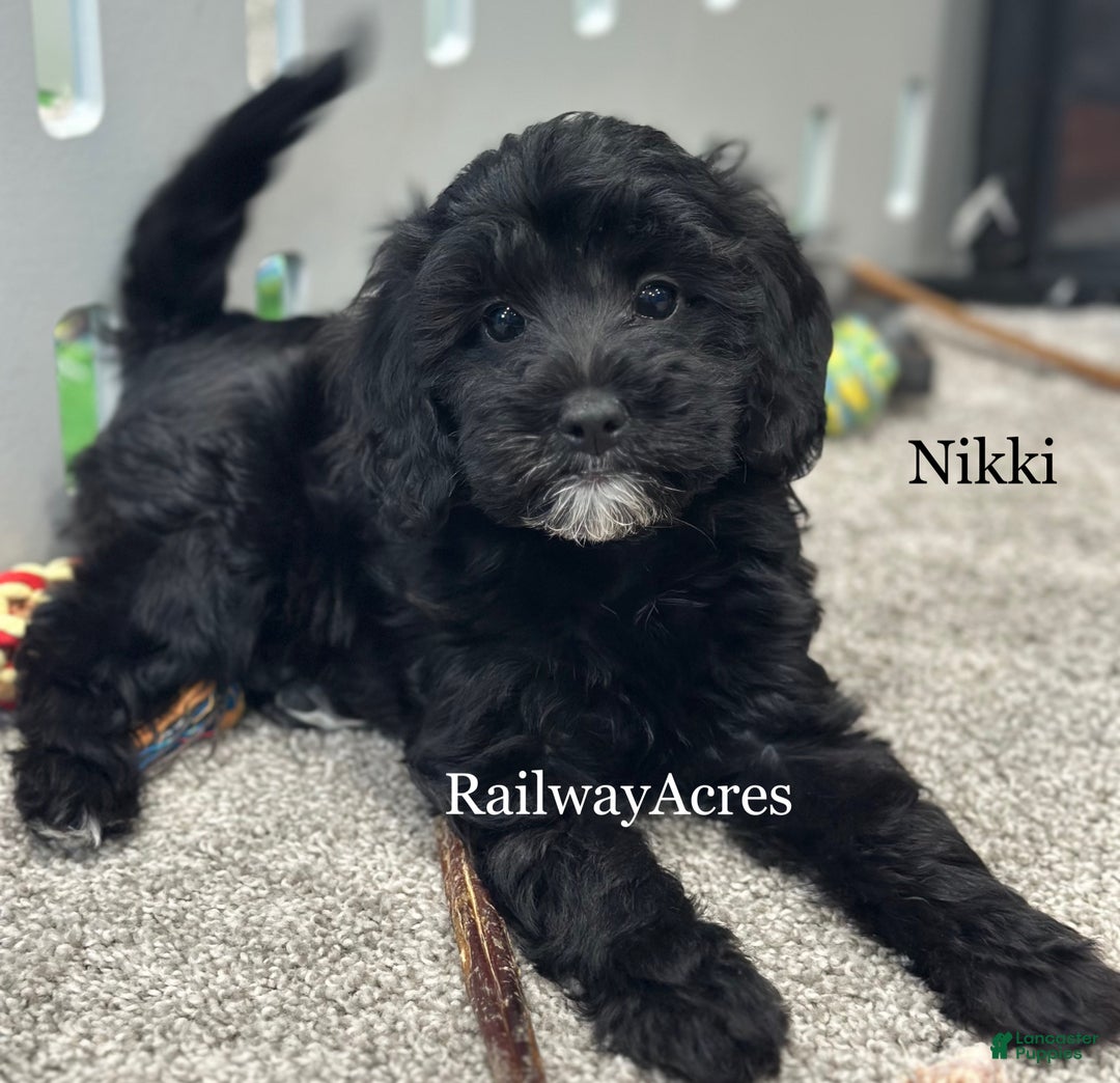 Mixed Breed dogs for sale: Nikki - Ad 1