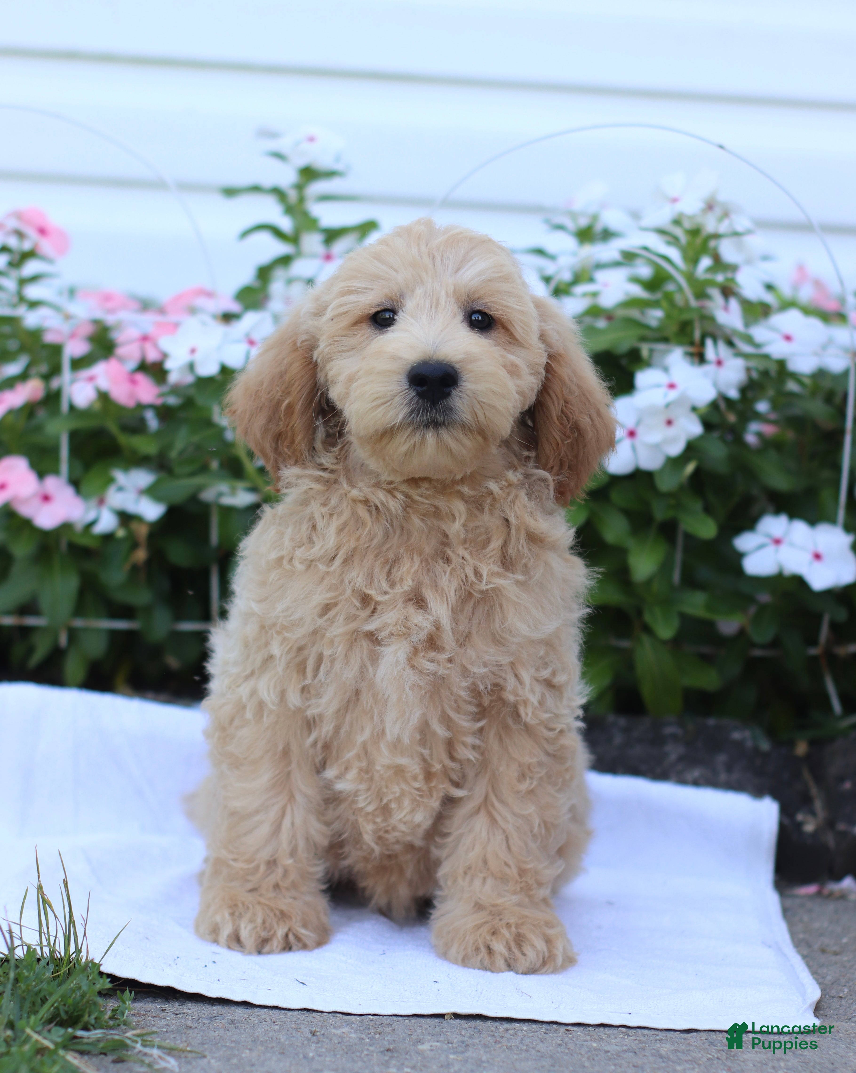 Mini Goldendoodle dogs Jaren - Ad 1