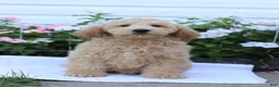Mini Goldendoodle dogs for sale: Jaren - Ad 1