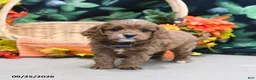 Cavapoo dogs for sale: Patsy - Ad 4