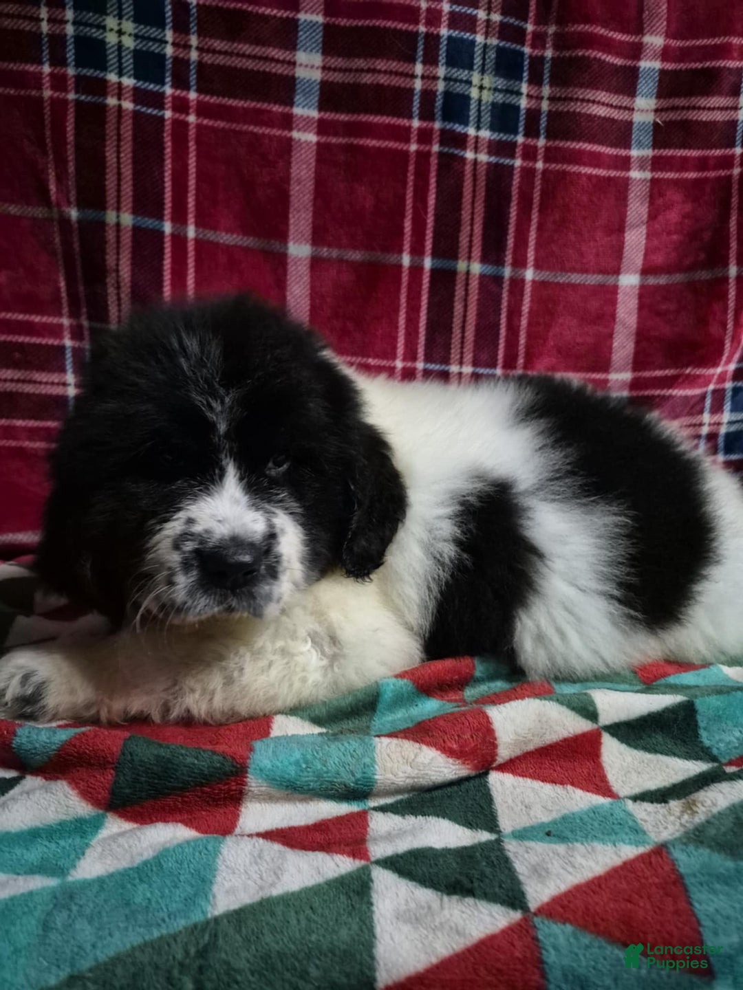 Newfoundland dogs for sale: Newfoundland Puppy 1 - Ad 4