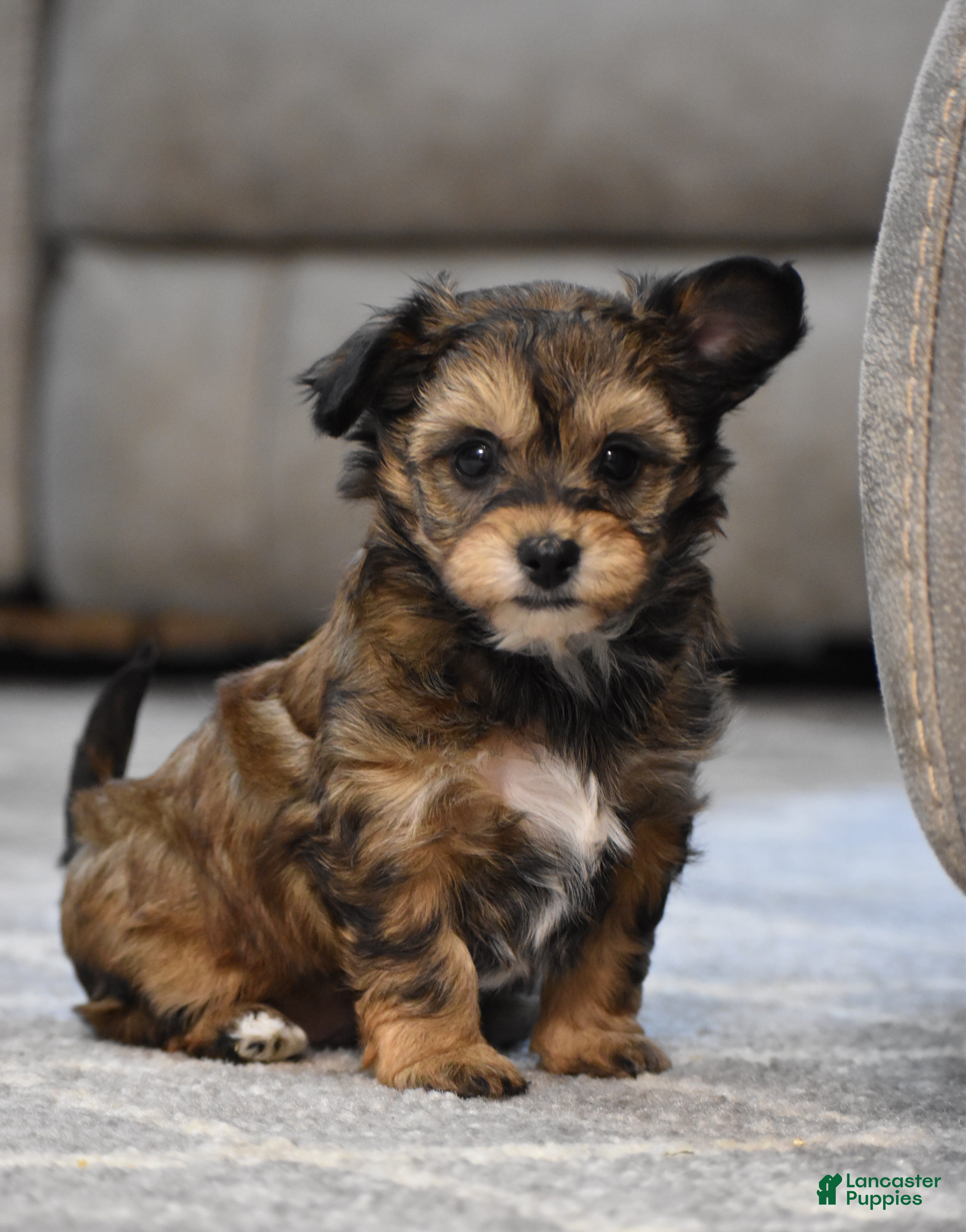 Mixed Breed dogs Frankie - Ad 2