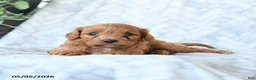 Cavapoo dogs for sale: Baxter - Ad 3