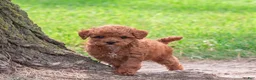 Toy Poodle dogs for sale: Polly  - Ad 2