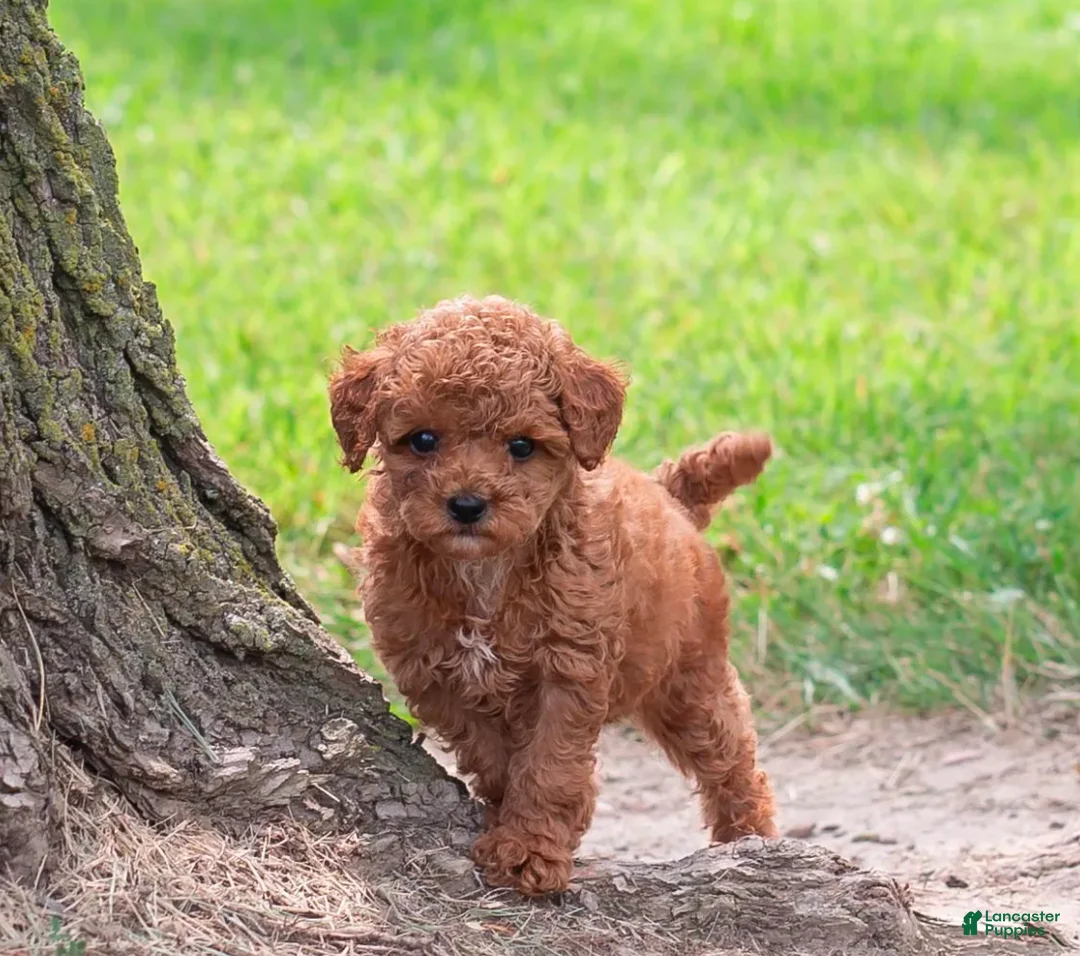Toy Poodle dogs for sale: Polly  - Ad 2
