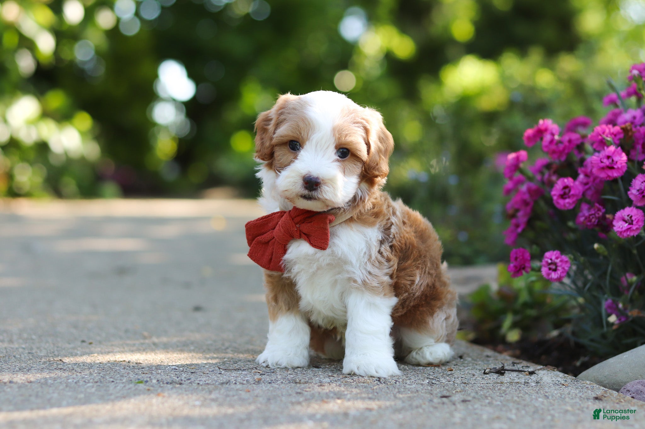 Cavapoo dogs for sale: Baxter - Ad 4