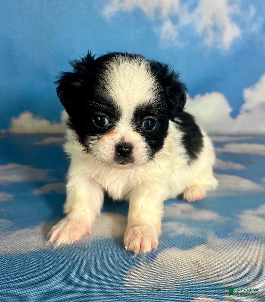 Teddy Bear dogs for sale: Opal - Ad 5