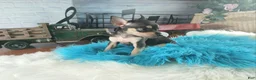 Chihuahua dogs for sale: Haleys blk and tan tiny boy. Hand Delivery  - Ad 6
