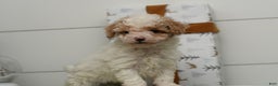 Bichpoo dogs for sale: Teddy Bear  - Ad 4