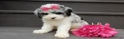 Cockapoo dogs for sale: Hailey - Ad 4