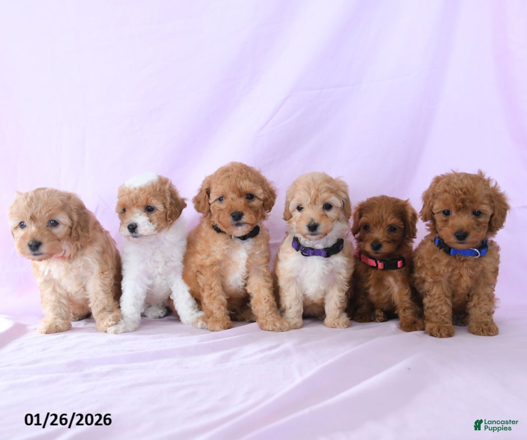 Shihpoo dogs for sale: Emma - Ad 3