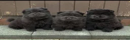 Chow Chow dogs for sale: Black female number 1 - Ad 8