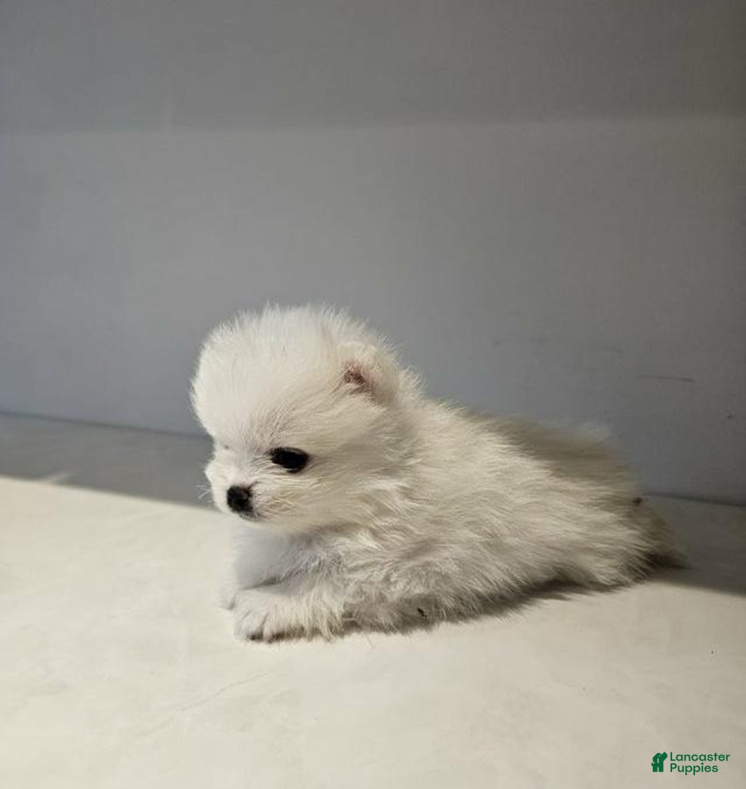 Pomeranian dogs for sale: Rafa - Ad 11