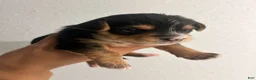 Chorkie dogs for sale: Chorkie Puppy 3 - Ad 5