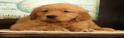 Golden Retriever dogs for sale: Jane - Ad 5