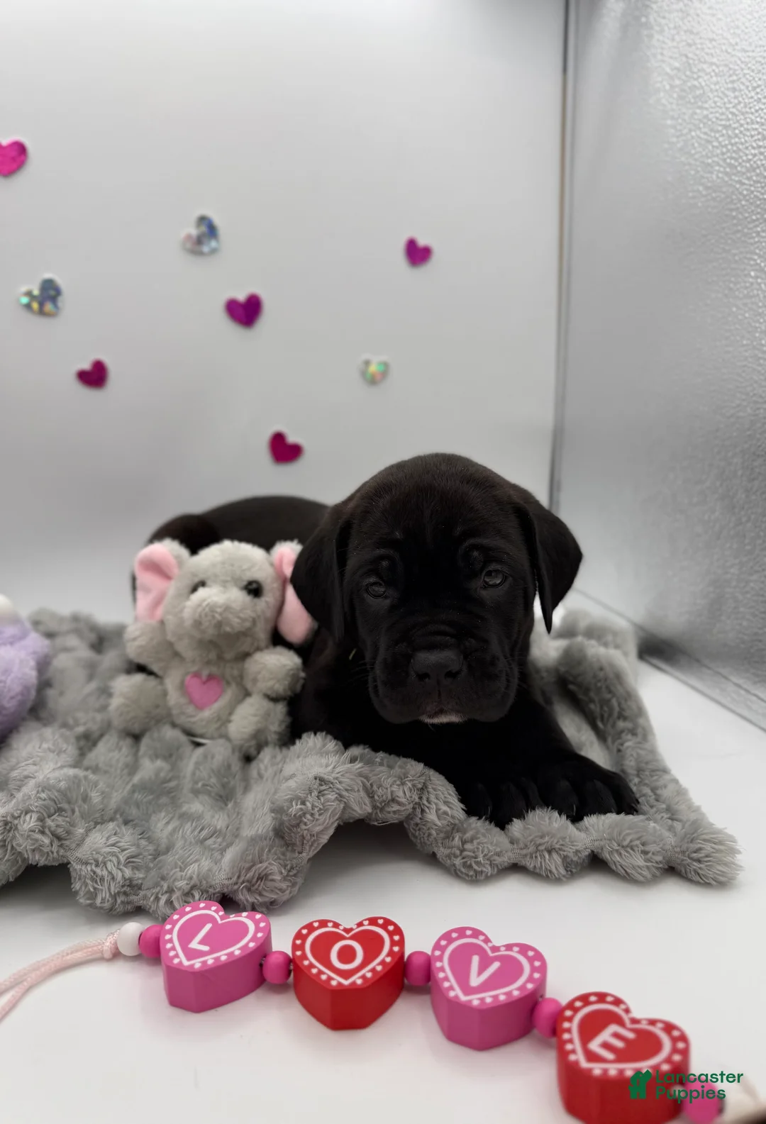 Cane Corso dogs for sale: Cane Corso Puppy 2 - Ad 3