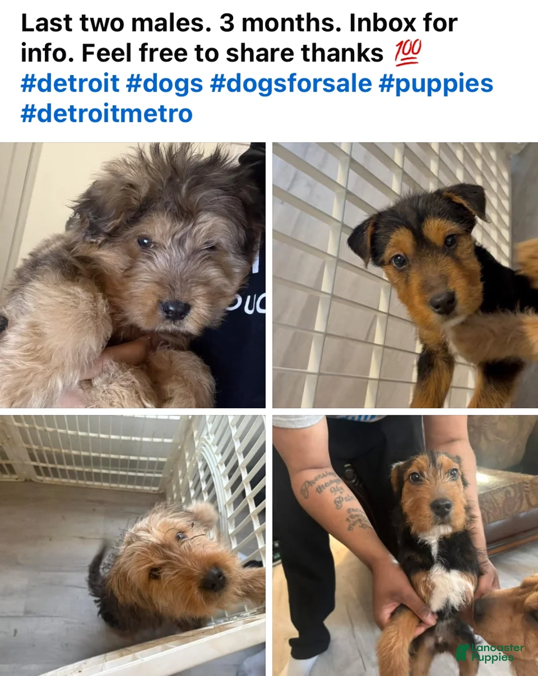 Mixed Breed dogs for sale: Mixed Breed Puppy 1 - Ad 3