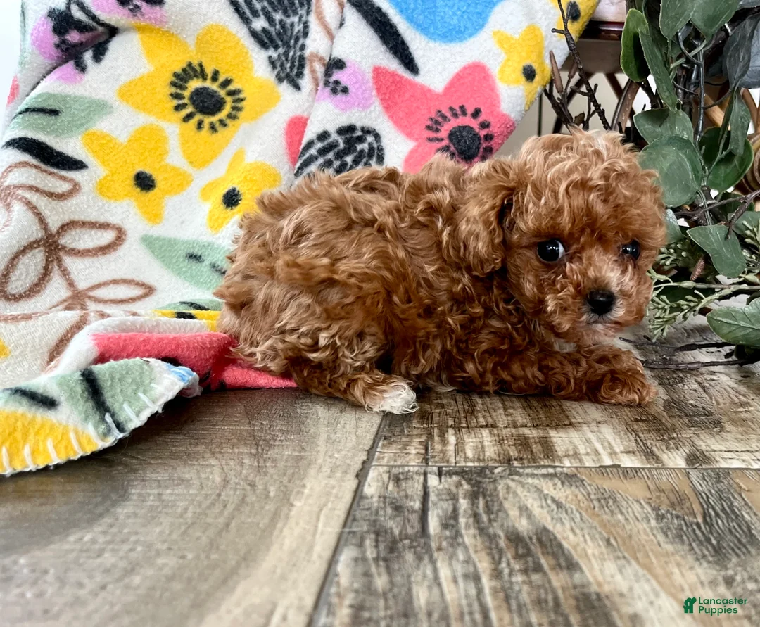 Toy Poodle dogs for sale: Precious rosebud ❤️ mom and dad weigh 4 pounds ❤️ crate/potty train ❤️ 717-344-8460 - Ad 4