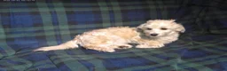 Maltipoo dogs for sale: Chip --- MaltiPoo, in home raised, non-shedding - Ad 4