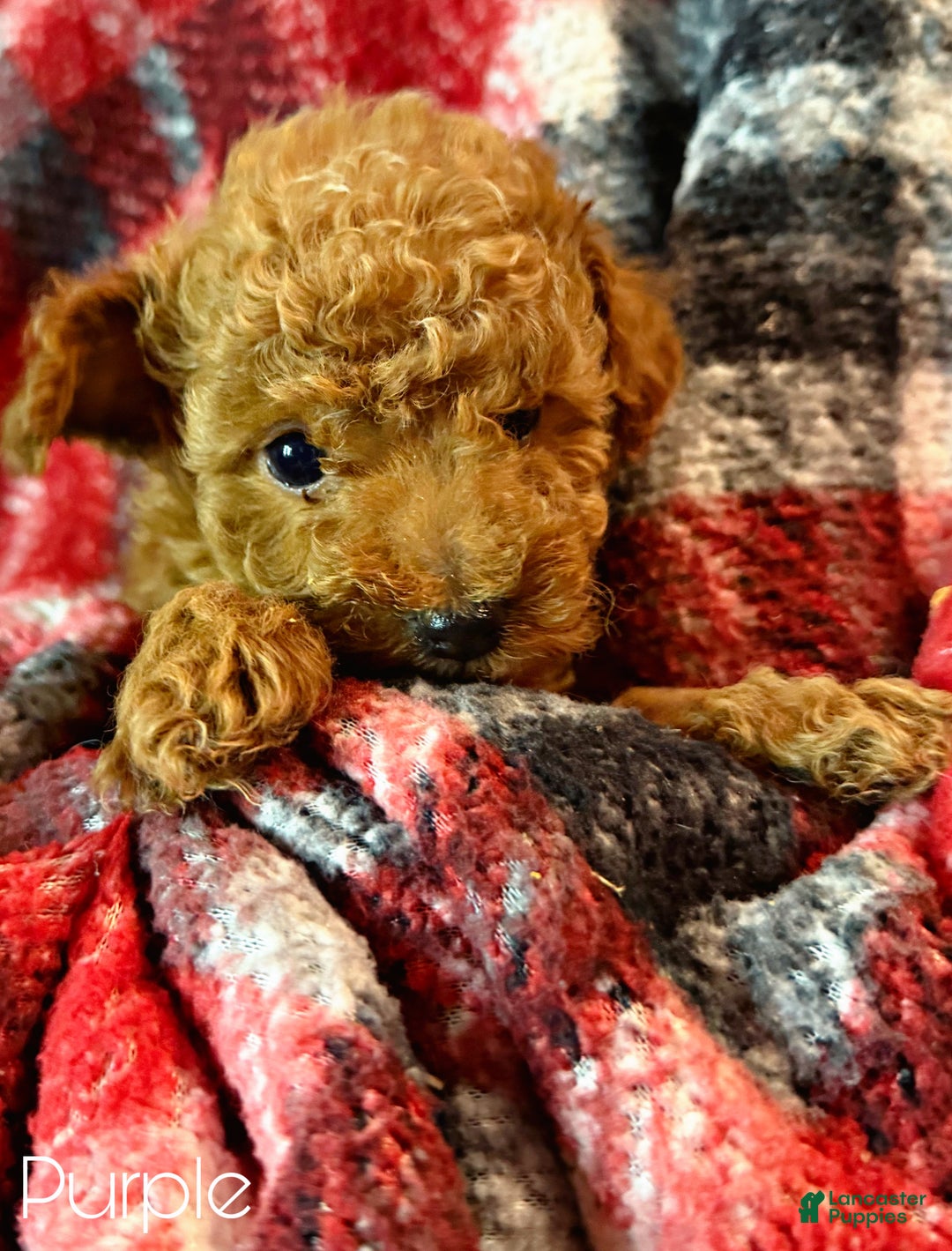 Toy Poodle dogs for sale: Violet - Ad 1