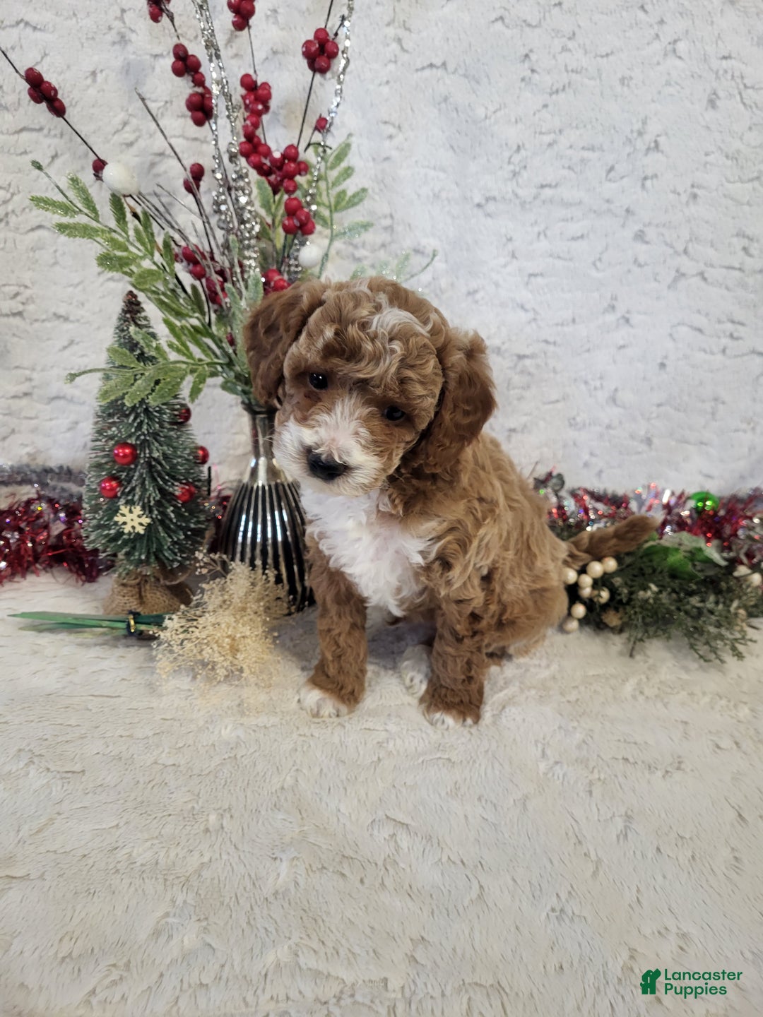 Goldendoodle dogs for sale: Rusty - Ad 1